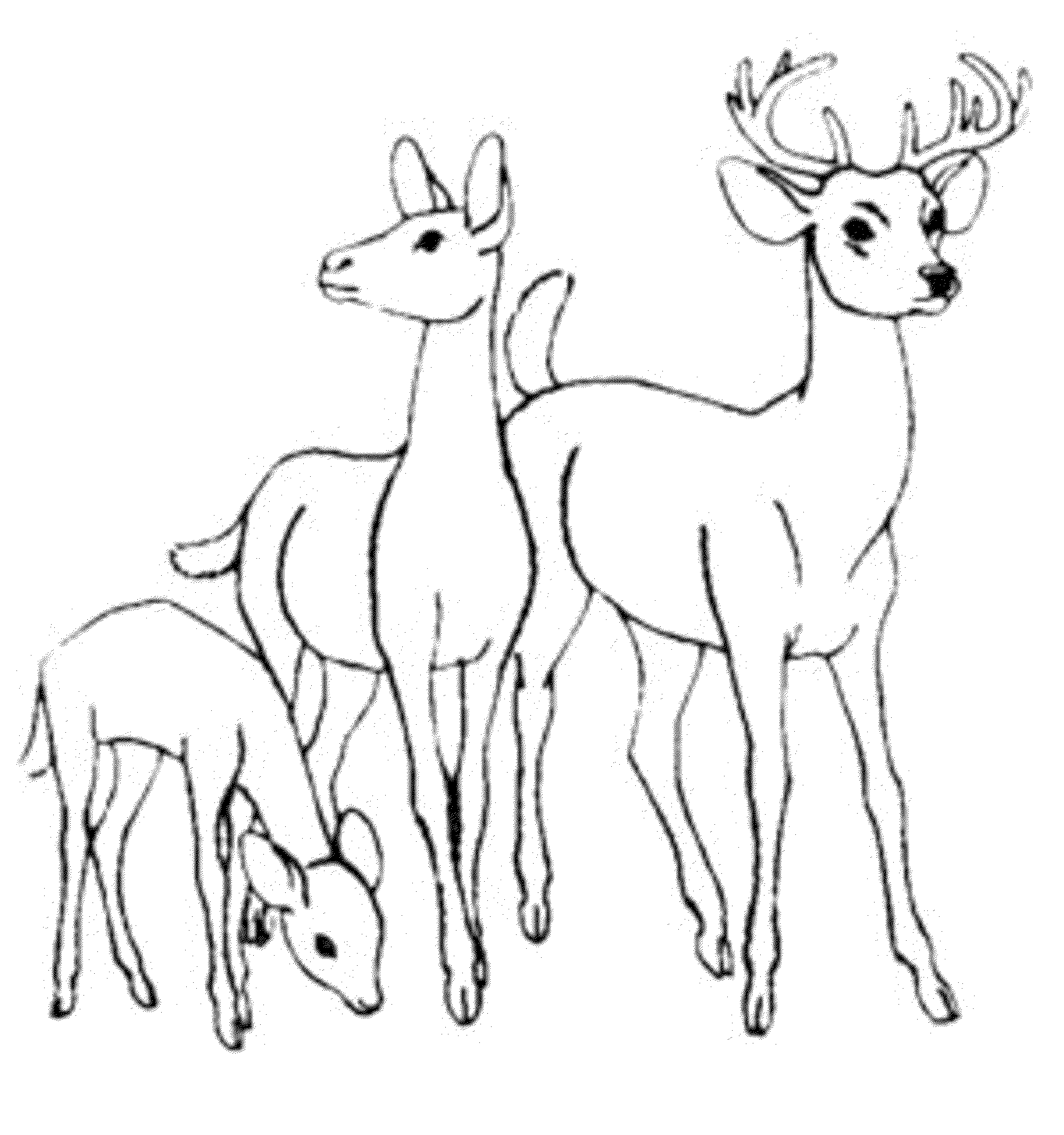 33+ new pict Deer Coloring Pages : Free Printable Forest Woodland Deer